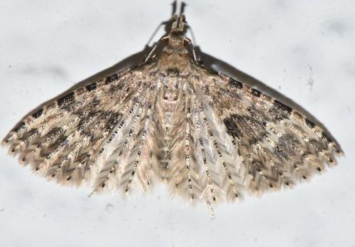 Alucita hexadactyla